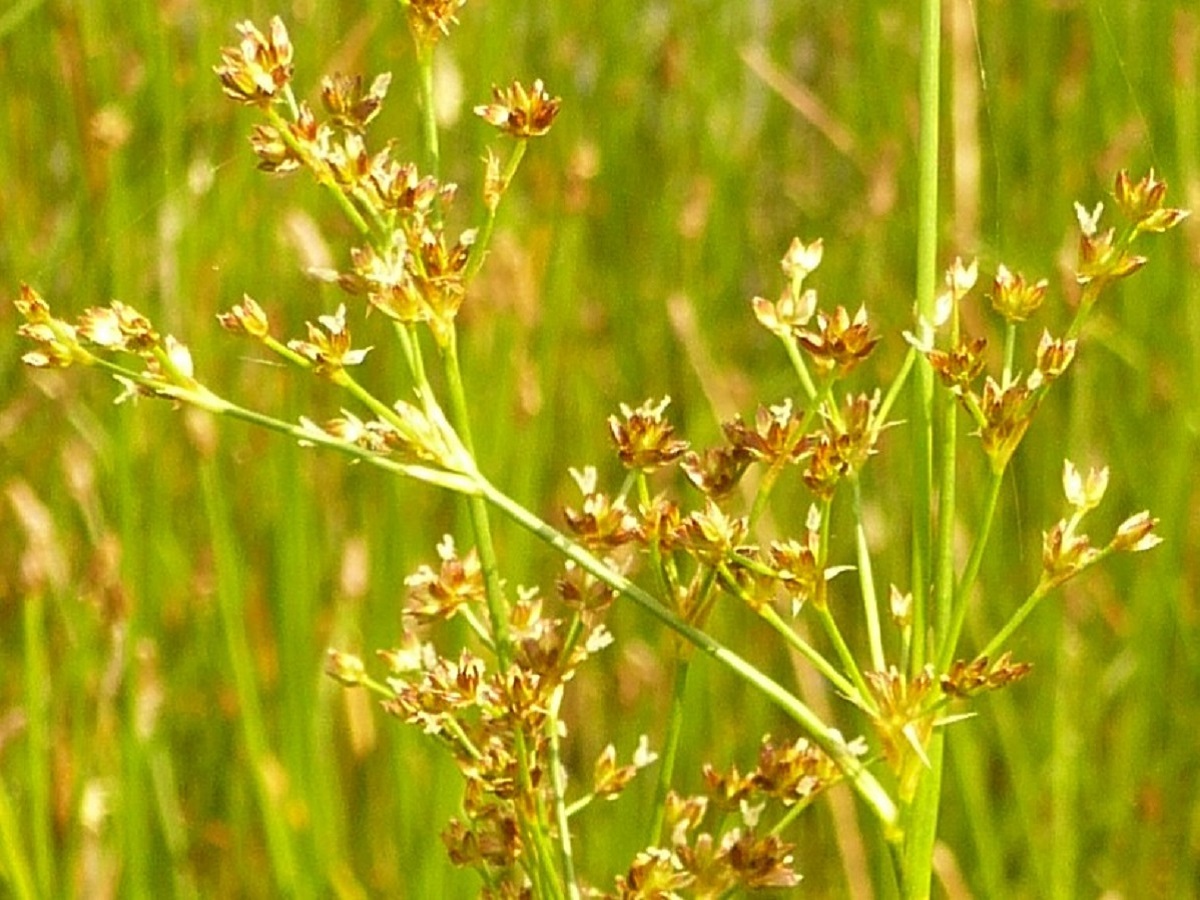 Juncus acutiflorus (Juncaceae)